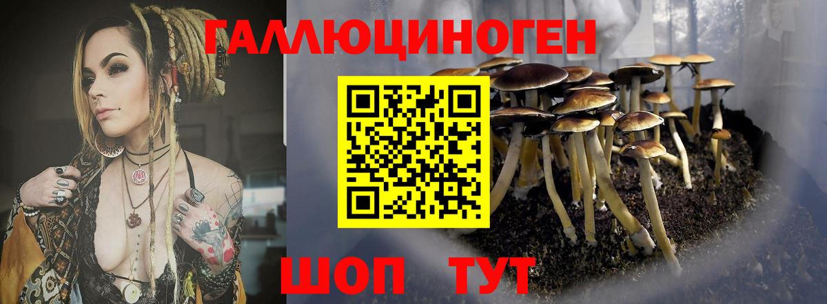 Псилоцибиновые грибы Psilocybe  Вход с VPN  Дербент 